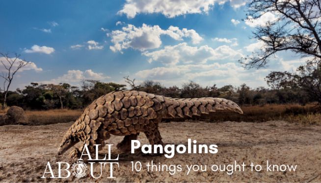 10 things you ought to know about pangolins