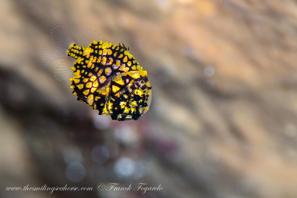 Juvenile Pineapple fish