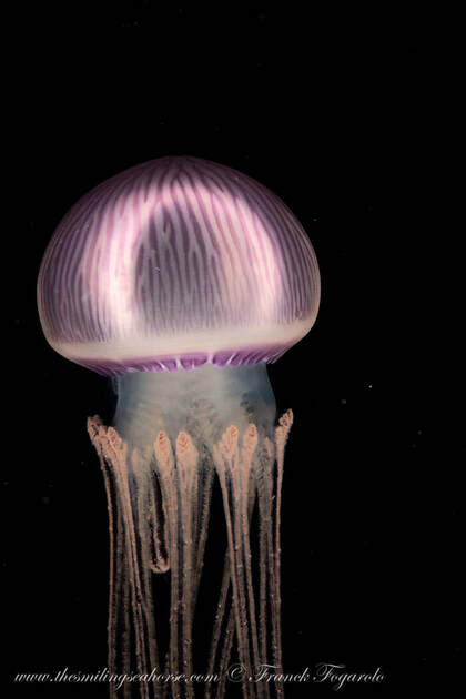 Wonderful ghosty jellyfish...