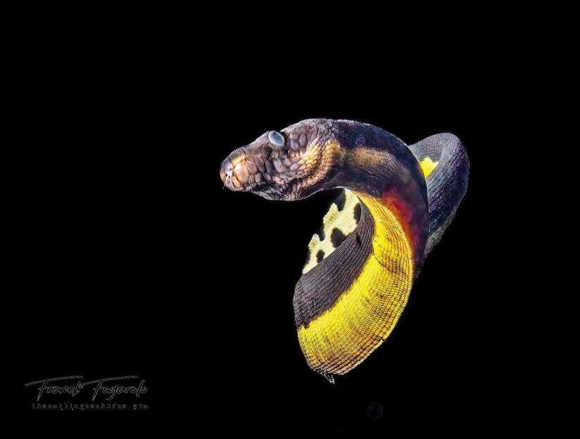 Venomous Sea Snake Facts (Hydrophiinae and Laticaudinae)
