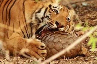 tiger trying to bite a pangolin
