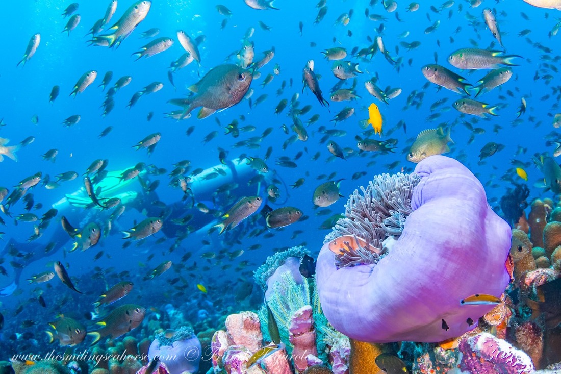 beautiful reef scuba diving mergui archipelago