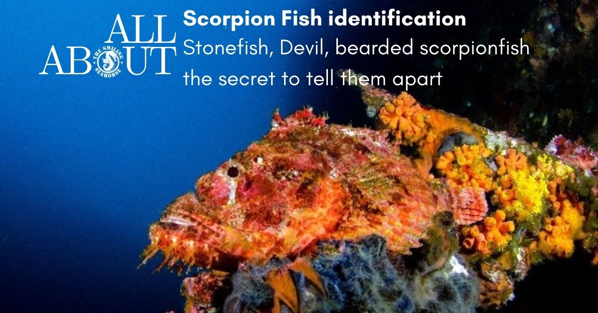 What are the 3 species of Scorpionfish that you must absolutely differentiate?