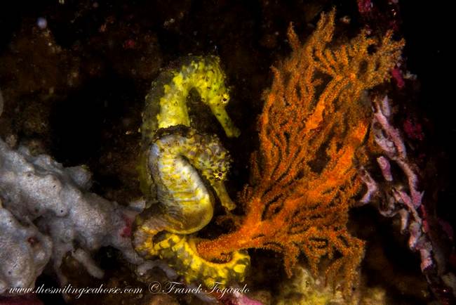Seahorse hippocampe tigertail yellow fish coral reef