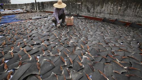 Shark finning still legal in Thailand