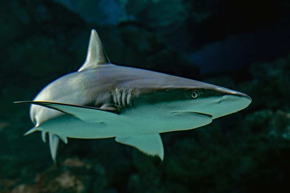 Sharks deserve to be protected in the same way as other sea creatures