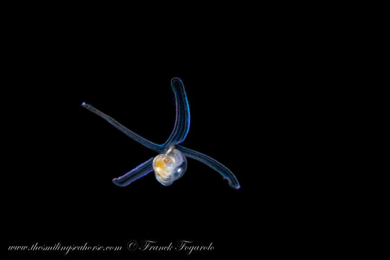 Pelagic Sea snail