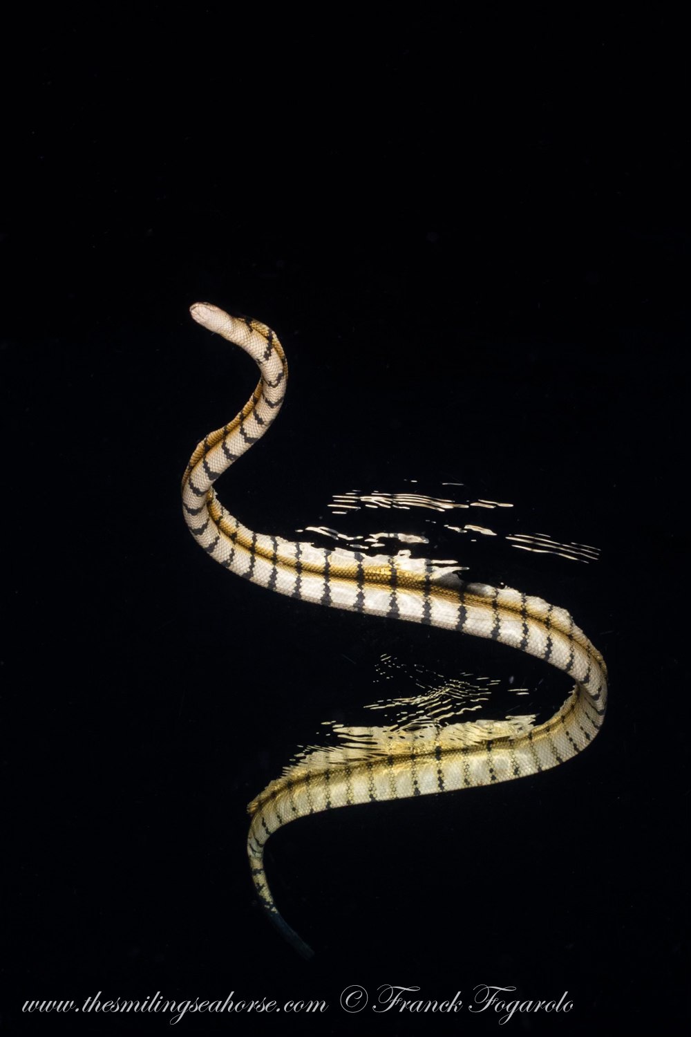pelagic snake diving blackwater burma