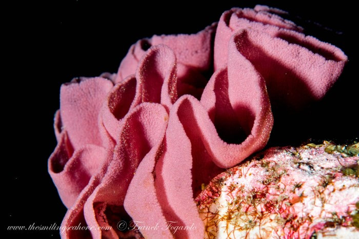 Spanish Dancer nudibranch eggs similan islands