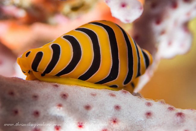 Painted cowry