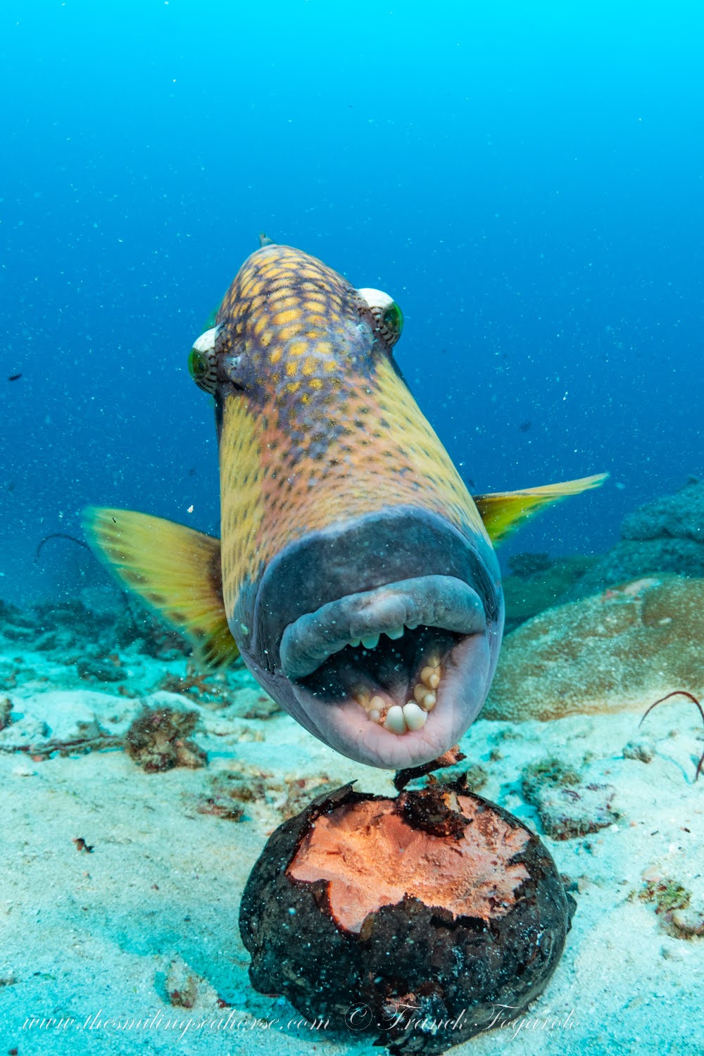 The impressive tooth of the titan triggerfish