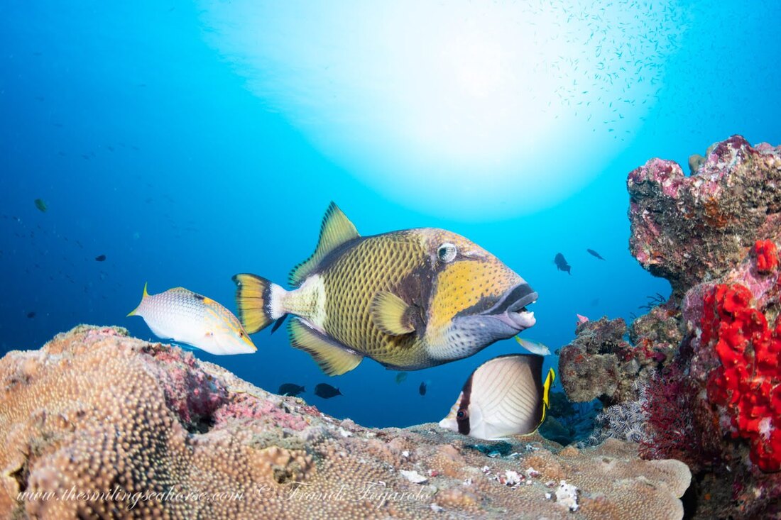 Titan triggerfish are known to attack diver who are swimming to close to their nest