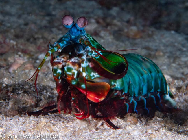 peacok mantis shrimp in Surin