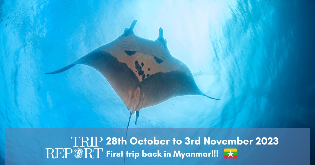 Diving Burma november 2023 trip report