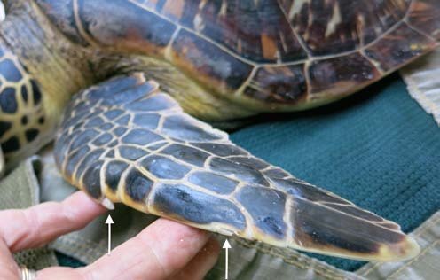Hawksbill turtles front flippers identification
