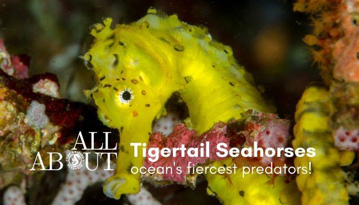 all about tigertail Seahorses