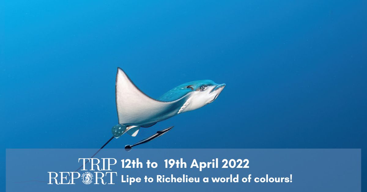 12th of April 2022 dive trip report