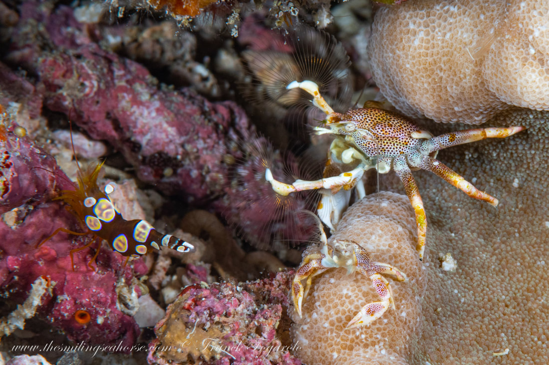 soft corals, anemones and huge sponge corals