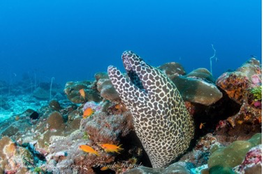 Honeycomb moray on the Andaman Sea Reef