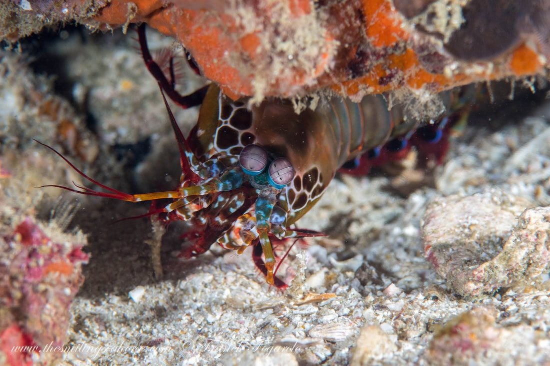 Peacock mantis shrimp in Surin Islands