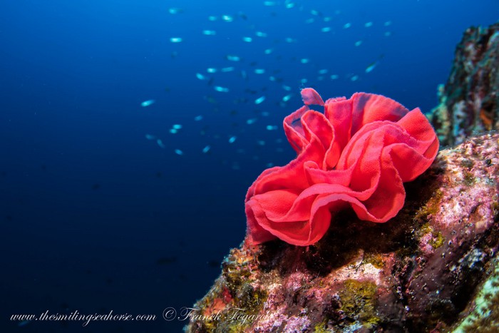 Reef rose in Thailand, Spanish dancer eggs