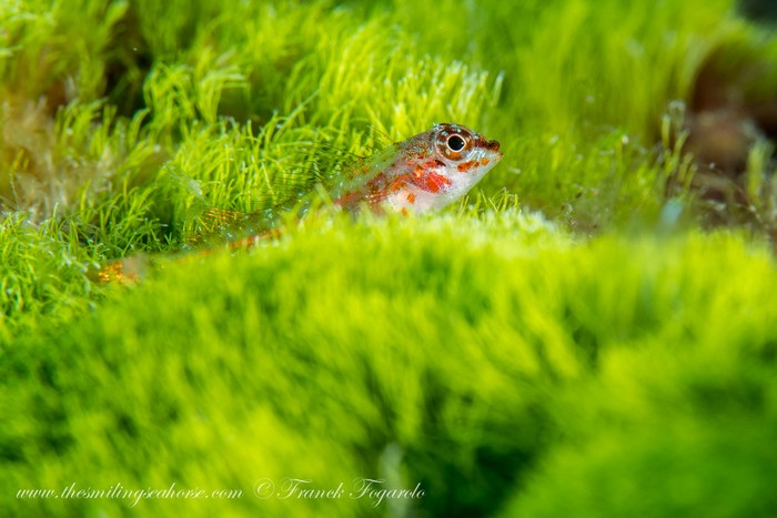 small fish in green grass
