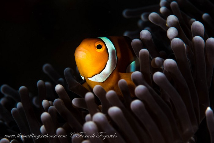 clownfish in anemone thailand