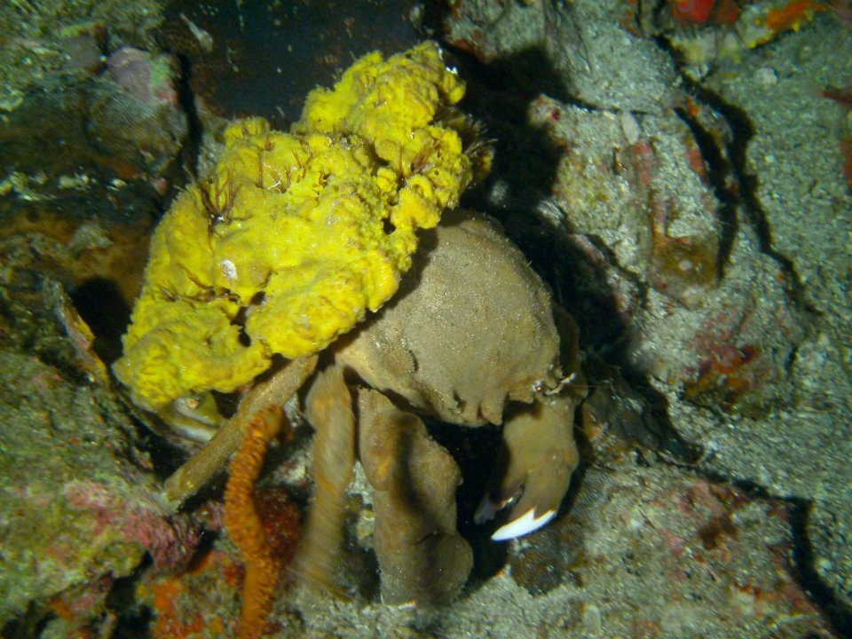 sponge crab diving safari