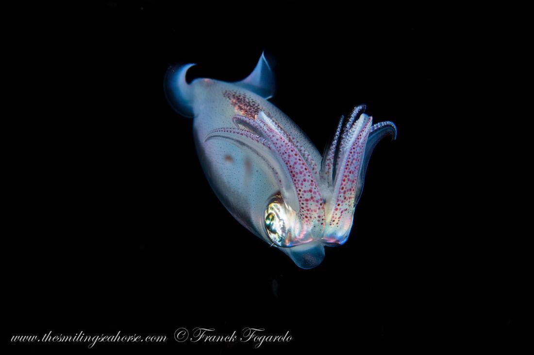 squid in the dark