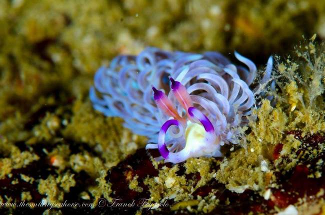 Nudibranch of Mergui Archipelago