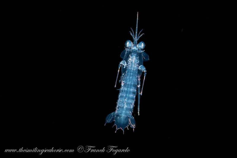 Larval Mantis Shrimp on blackwater dive