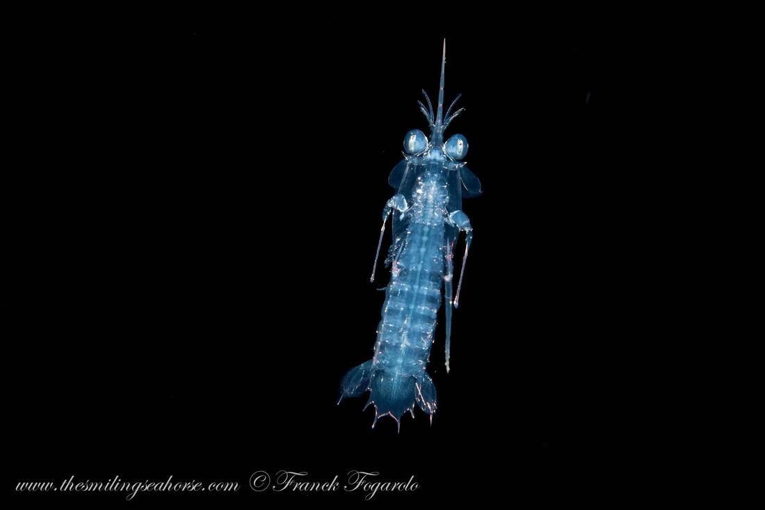 transparent mantis shrimp on black water dive