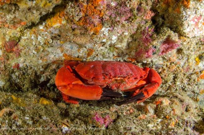 Red crab in Myanmar