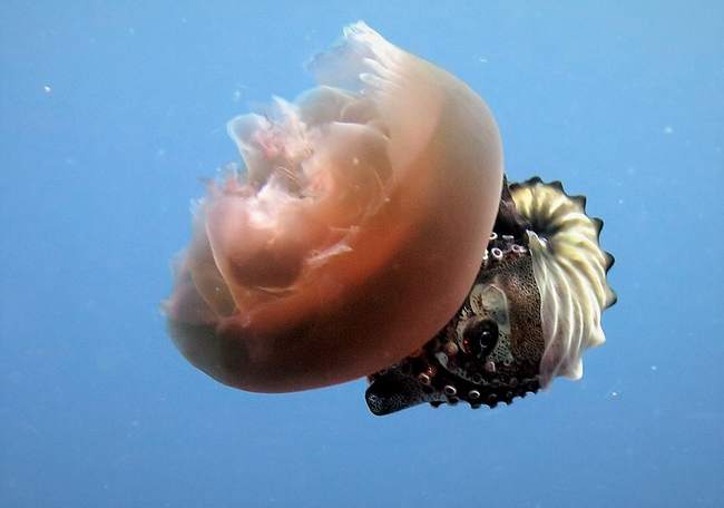A Nautilus enjoying a funny ride with a jellyfish!