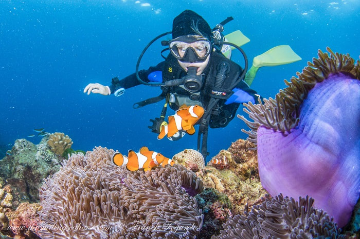 Diver with clown fish 