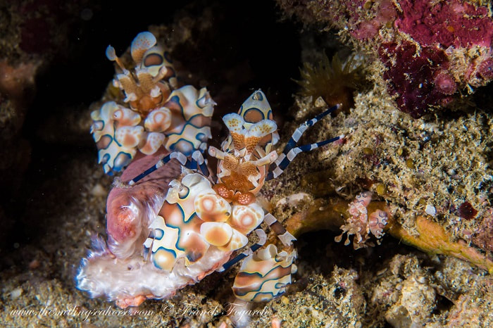 Harlequin shrimp parents and baby