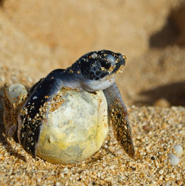 Baby green turtle still in its egg