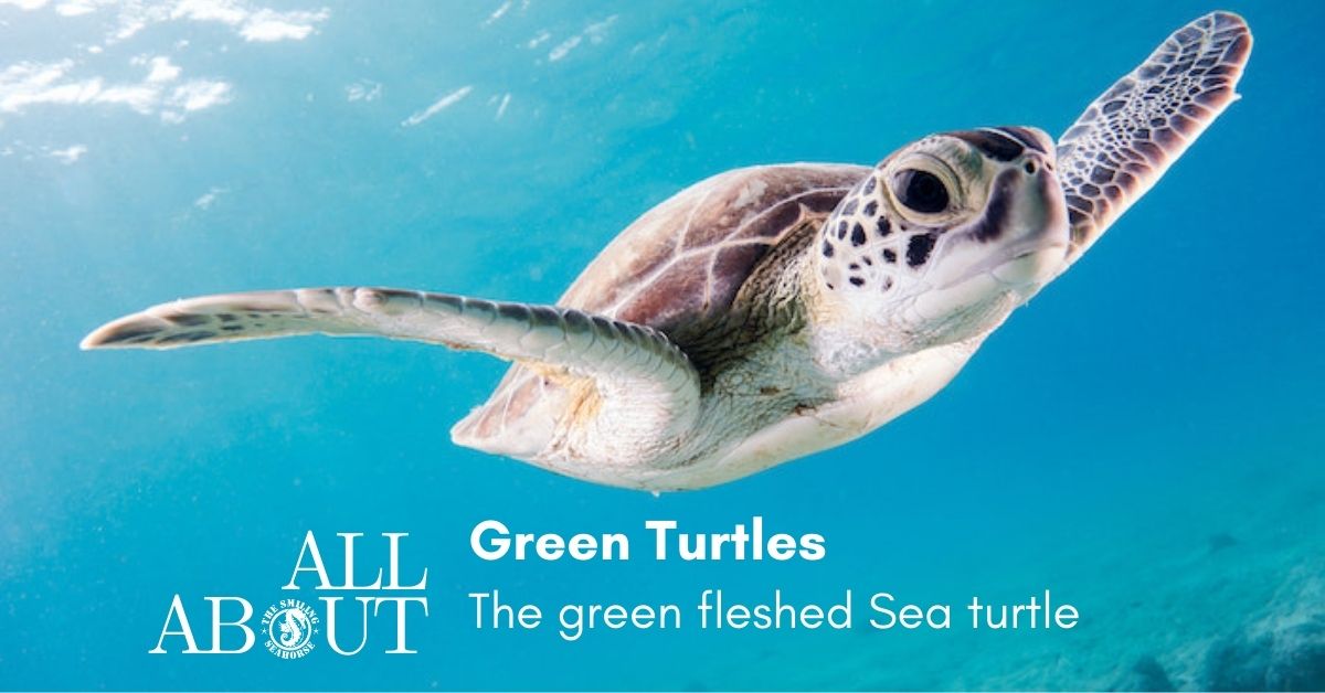 Green turtle have green flesh and other interesting facts about this wonderful sea turtle