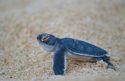 Cute baby green turtle just hatched