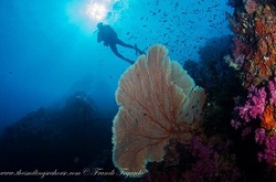Coral reef in Burma