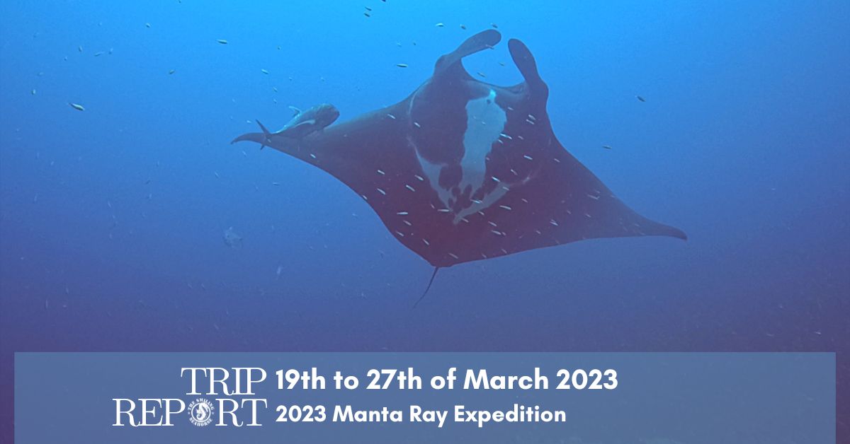 Trip report from our 2023 Manta Ray expedition in Thailand