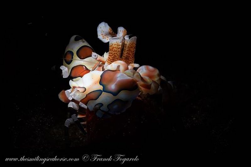 Thailand harlequin shrimp in natural settings snoot light