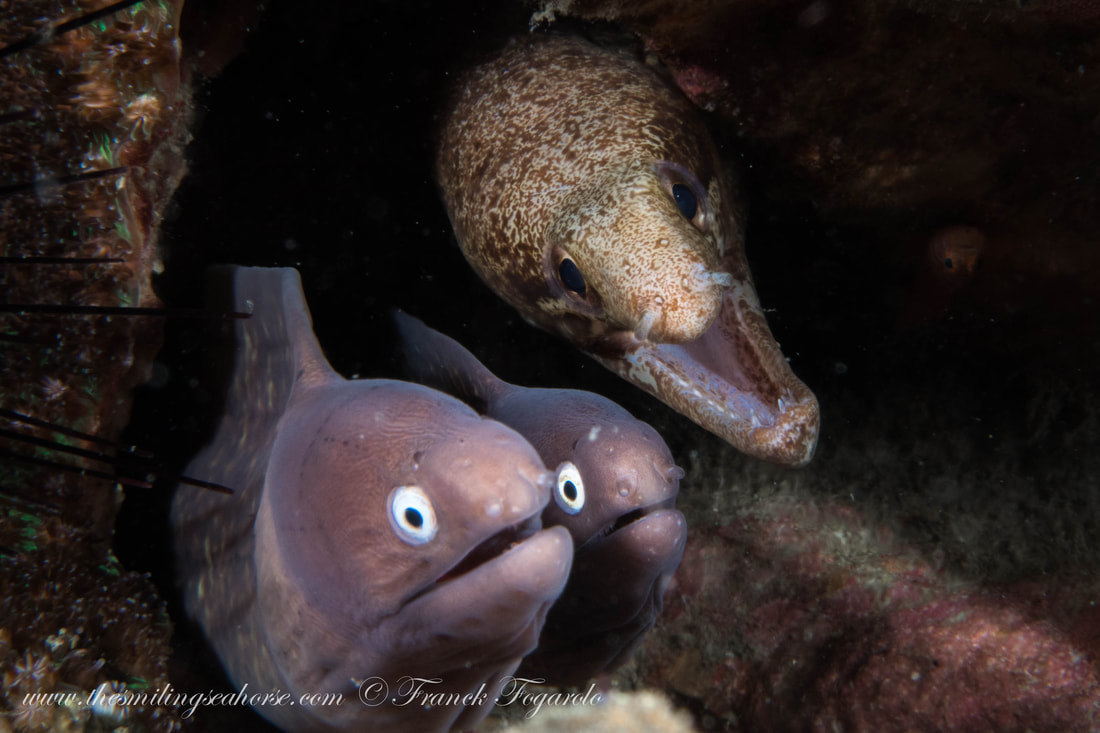 Andaman Sea Moray eels