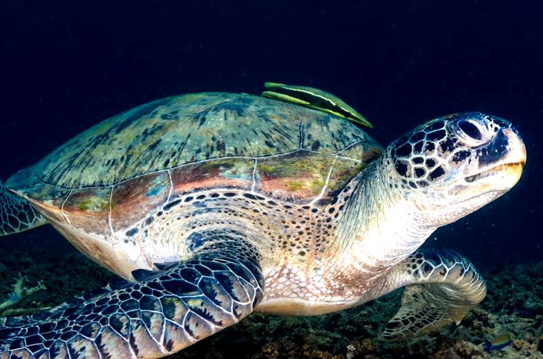 The green turtle's beak is rounded