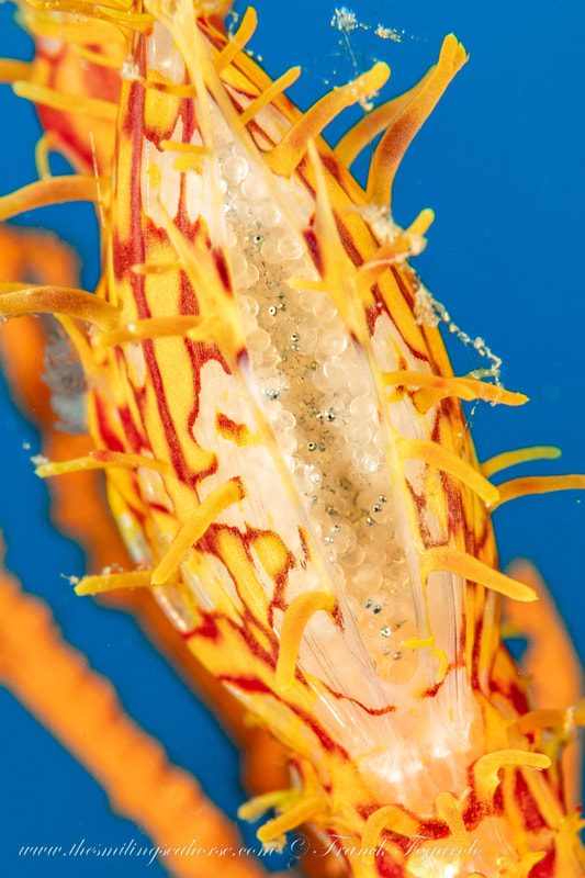 macro photography of the eggs of a ghotpipefish