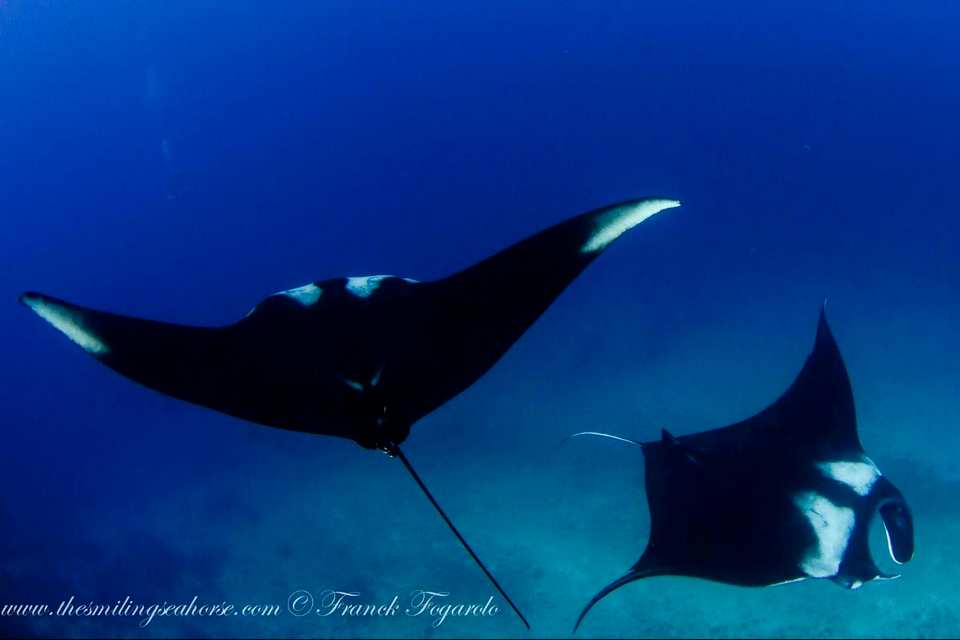 in Thailand diving with manta rays