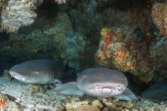 two nurse sharks under a rock