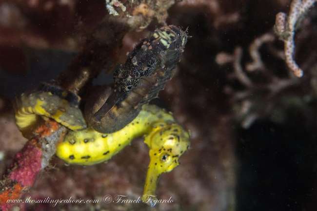 Tigertail seahorses together on a coral