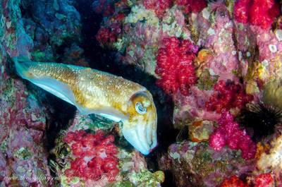 Cuttlefish in red coral