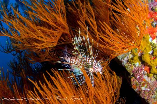 Lion fish in soft coral